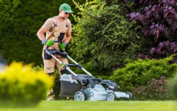 Healthy Lawn