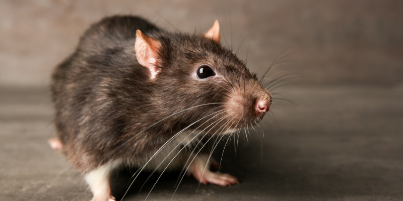 The “Red Line” Effect: Why Construction Moves Rats Into Your Indianapolis Yard 